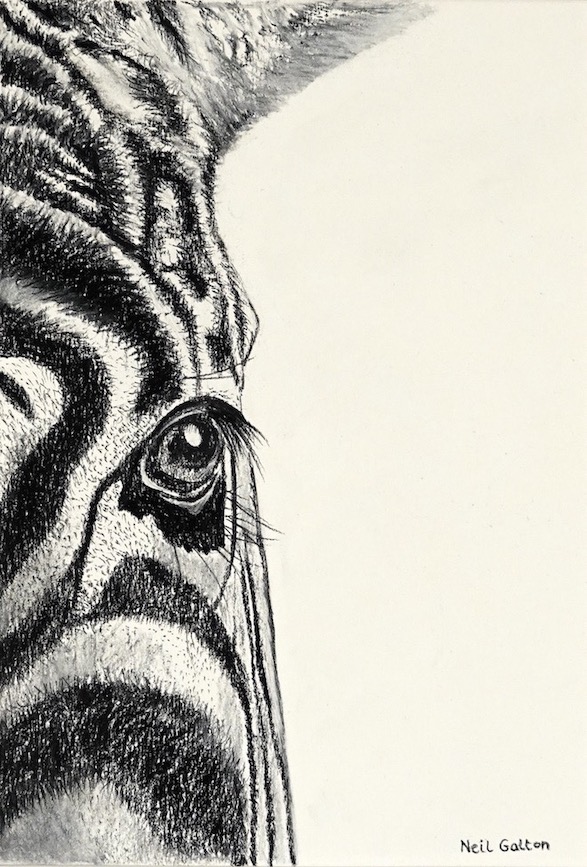 Zebra-half
